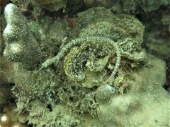 Corythoichthys schultzi