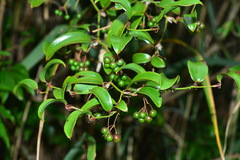 Smilax elongatoumbellata