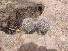 Echinofossulocactus dichroacanthus