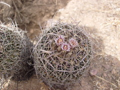 Echinofossulocactus dichroacanthus