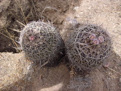 Echinofossulocactus dichroacanthus