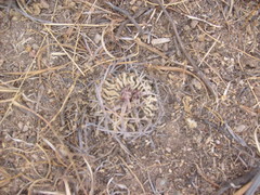 Echinofossulocactus pentacanthus