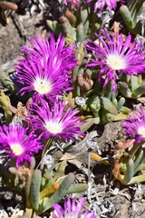 Carpobrotus modestus