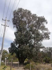 Eucalyptus gomphocephala