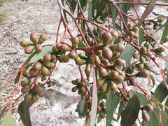 Eucalyptus gomphocephala