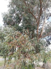 Eucalyptus gomphocephala