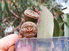 Eucalyptus gomphocephala
