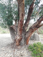 Eucalyptus gomphocephala