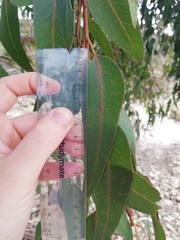 Eucalyptus gomphocephala