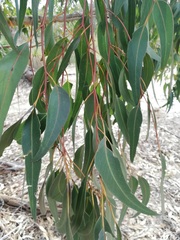 Eucalyptus gomphocephala