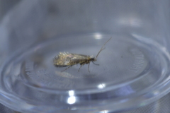Mnesarchella