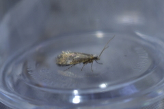 Mnesarchella
