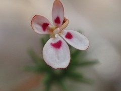 Stylidium repens