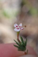 Stylidium repens