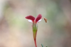 Stylidium repens