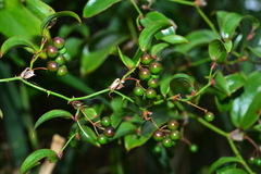 Smilax elongatoumbellata