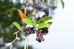 Smilax elongatoumbellata