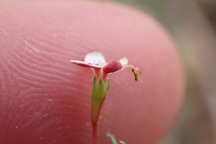 Stylidium repens