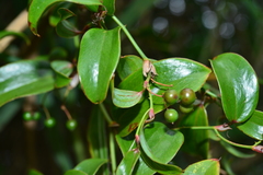 Smilax elongatoumbellata