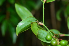 Smilax elongatoumbellata