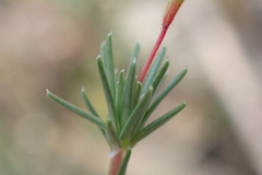 Stylidium repens