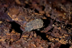 Mitua tuberculicostata