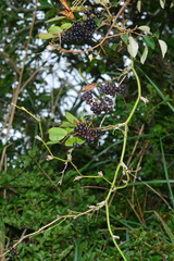 Smilax elongatoumbellata