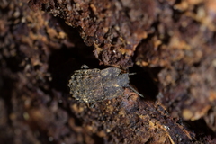 Mitua tuberculicostata