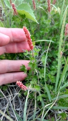 Acalypha radians