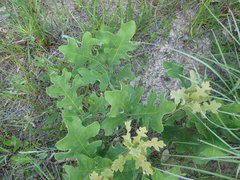 Quercus similis