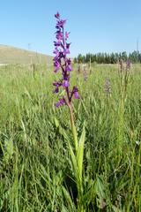 Anacamptis laxiflora
