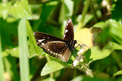 Euploea lewinii