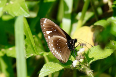 Euploea lewinii