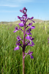 Anacamptis laxiflora
