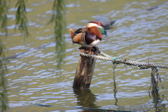Aix galericulata