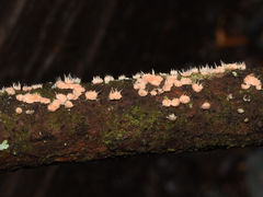 Aleurodiscus grantii