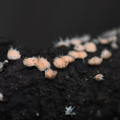 Aleurodiscus grantii