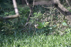 Phoenicurus auroreus