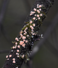 Aleurodiscus grantii