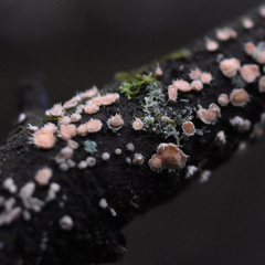 Aleurodiscus grantii