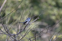 Copsychus saularis