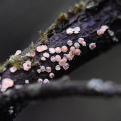 Aleurodiscus grantii