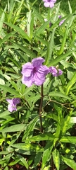 Ruellia simplex