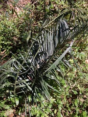 Macrozamia spiralis