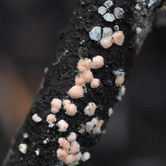 Aleurodiscus grantii