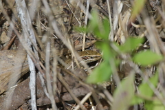 Oligosoma polychroma