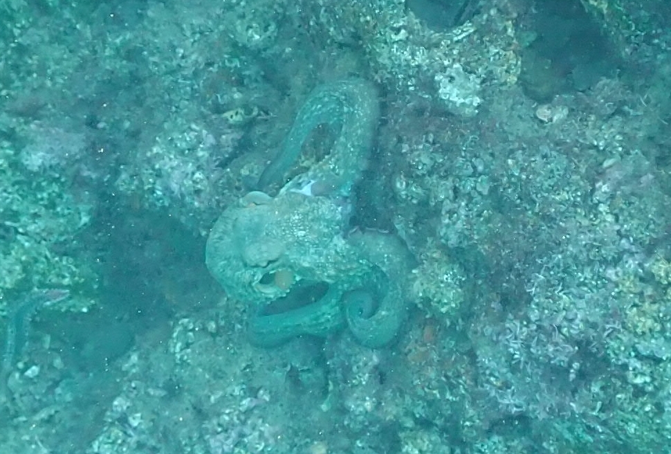 マダコ, achtarm, almindelig ottearmet blæksprutte, attaarmade bläckfiskar, azeiz, chobotnice pobřežní, common atlantic octopus, common european octopus, common octopus, gemeiner krake, gemeiner octopus, gewöhnlicher krake, gewone achtarm, gewone octopus