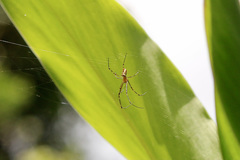 Leucauge granulata