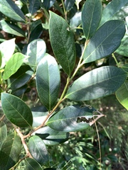 Distylium racemosum, photograph 呂一起(Lyu yi-chi), CC BY, iNaturalist via GBIF
