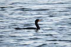 Phalacrocorax carbo